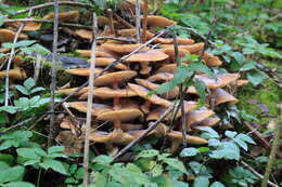 Image of Honey Fungus