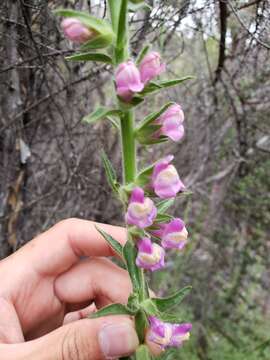 Sivun Antirrhinum thompsonii D. J. Keil kuva