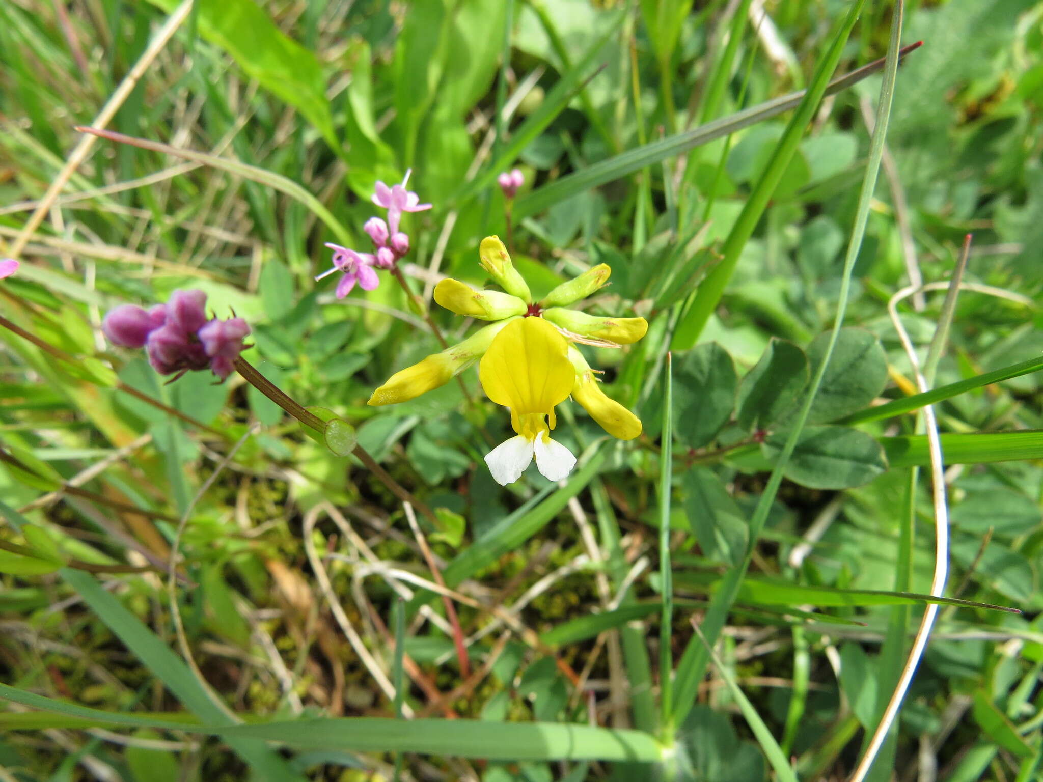 Image de Hosackia pinnata (Hook.) Abrams