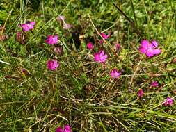 Imagem de Dianthus deltoides subsp. deltoides