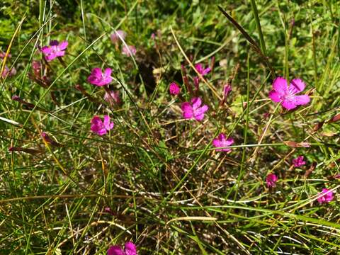 Image of Dianthus deltoides subsp. deltoides