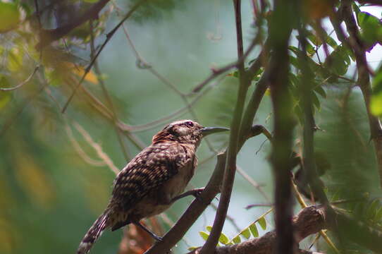 Image of Veracruz Wren