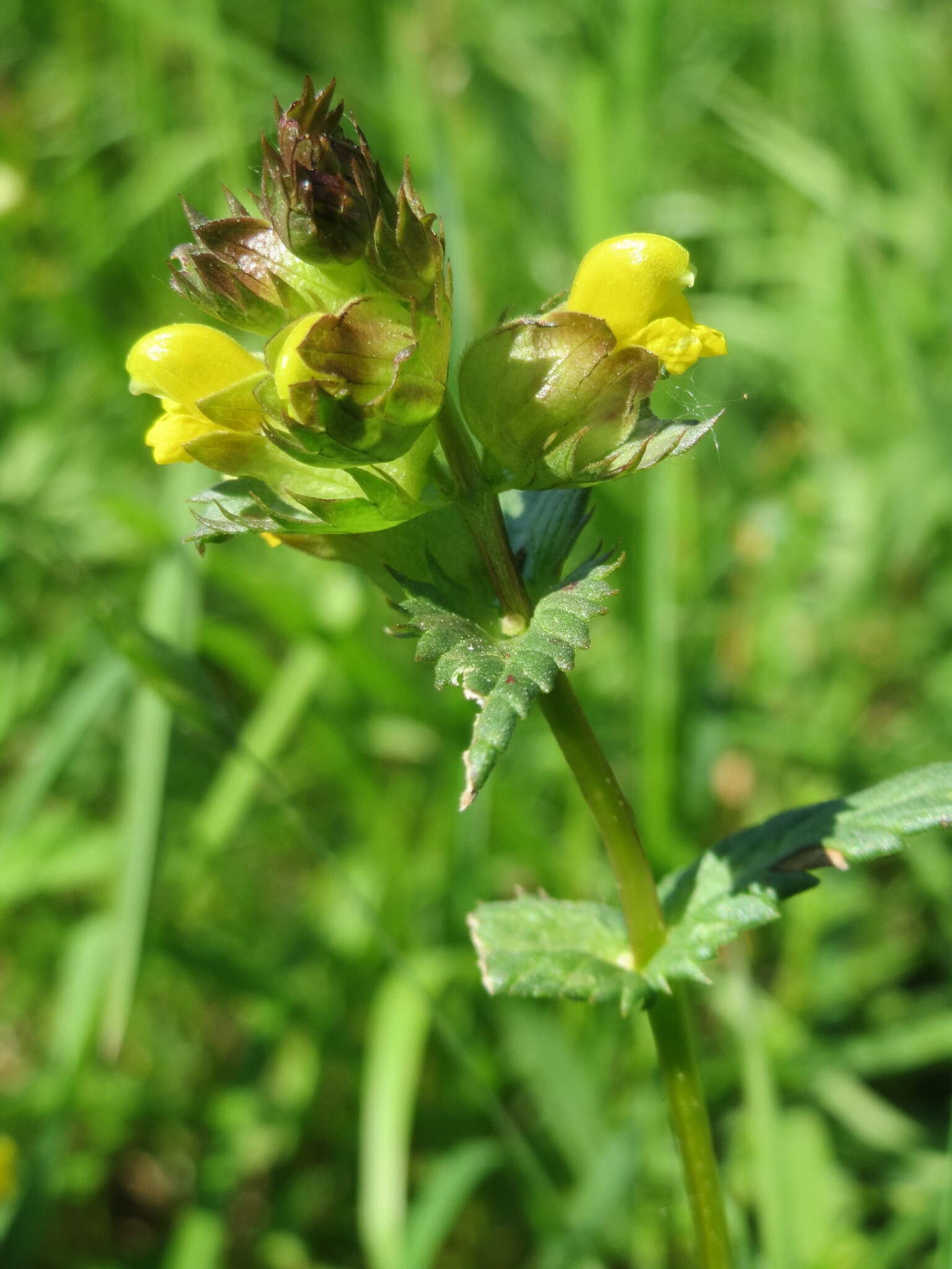 Plancia ëd Rhinanthus minor L.