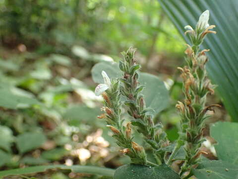 Image of Forest buckweed