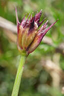 صورة Dianthus pontederae A. Kerner