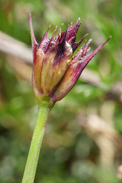 Dianthus pontederae A. Kerner的圖片