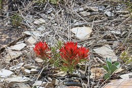 Image de Castilleja scabrida var. scabrida