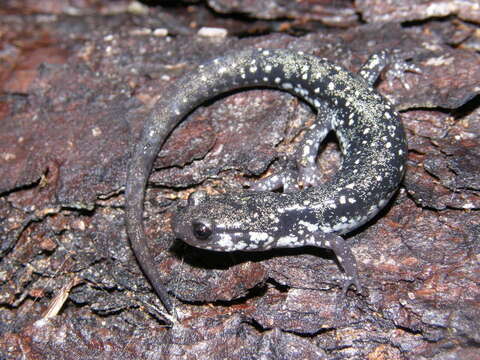 Image of Ainsworth's Salamander