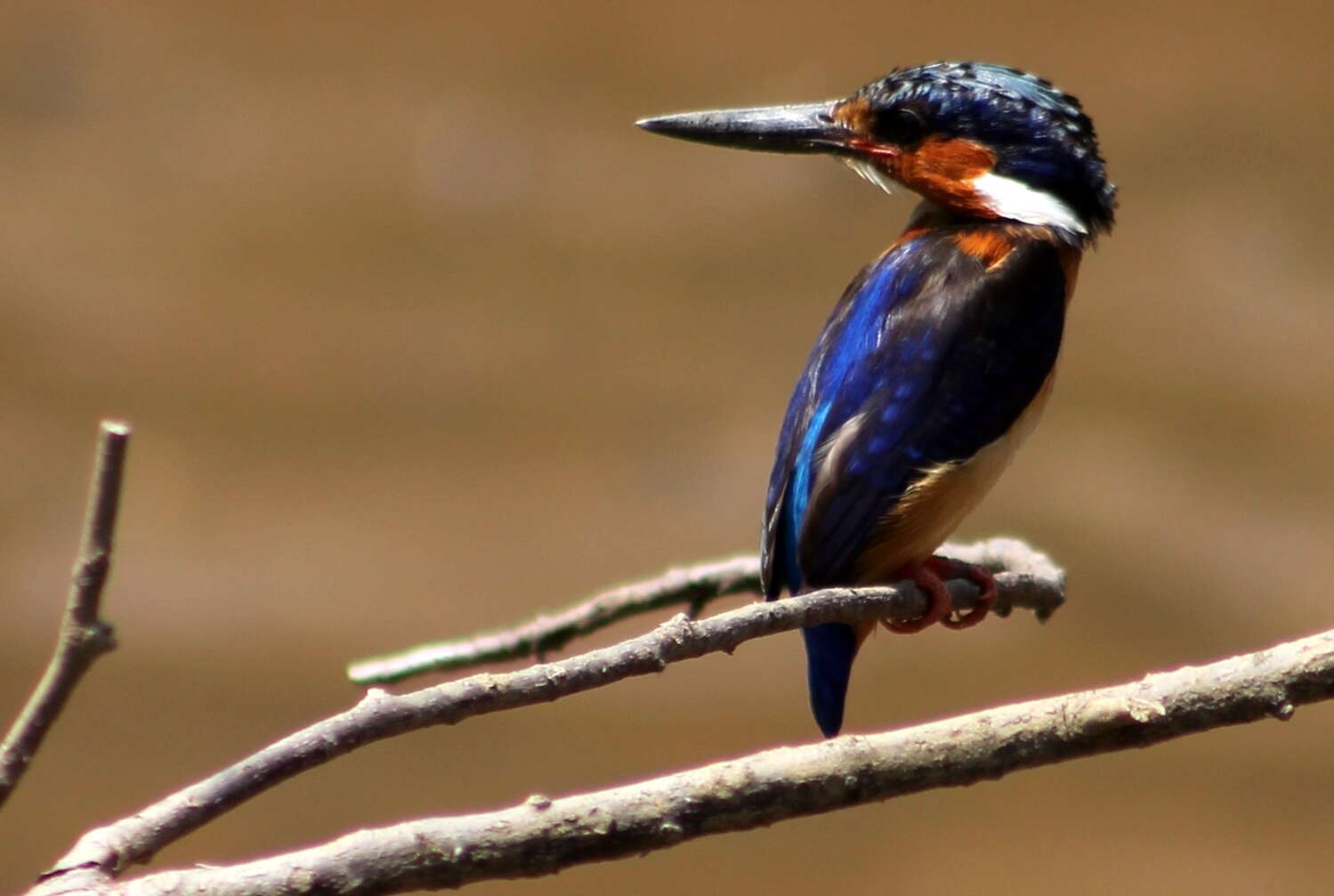 Sivun madagaskarinkalastaja kuva