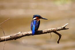 Image of Madagascar Kingfisher