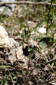 Image of Trigonella spicata Sm.