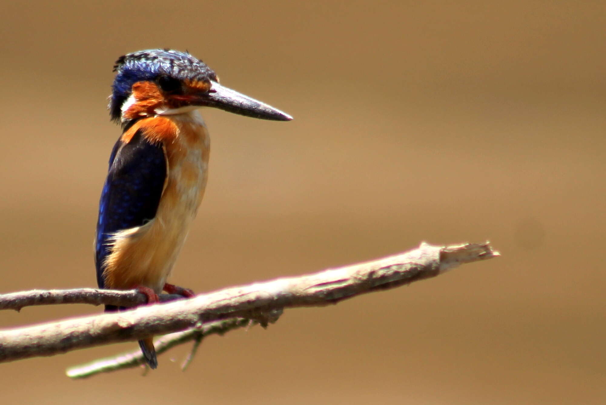 Image of Madagascar Kingfisher