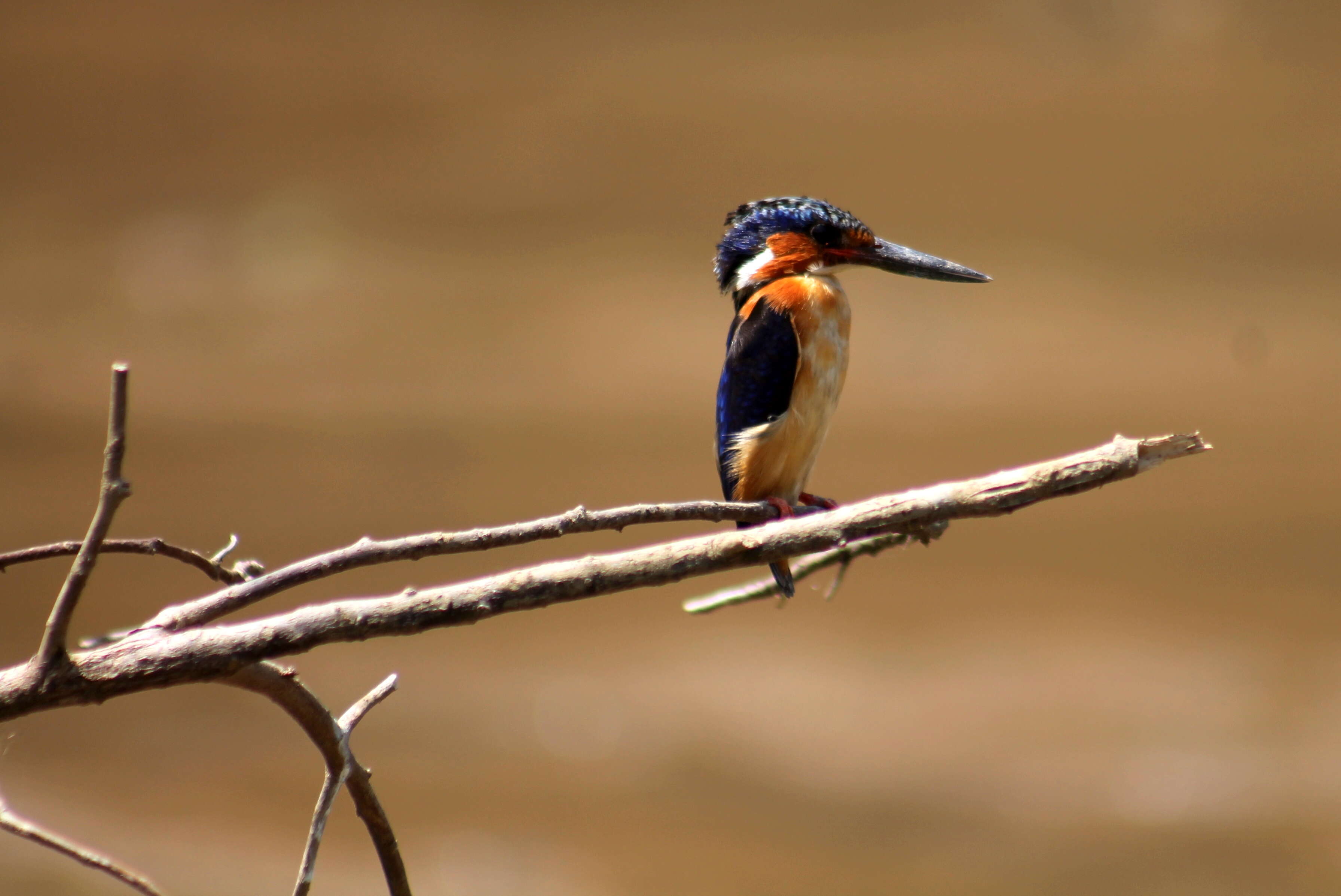 Image of Madagascar Kingfisher