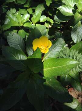 Image of Ludwigia peploides subsp. glabrescens (Kuntze) Raven