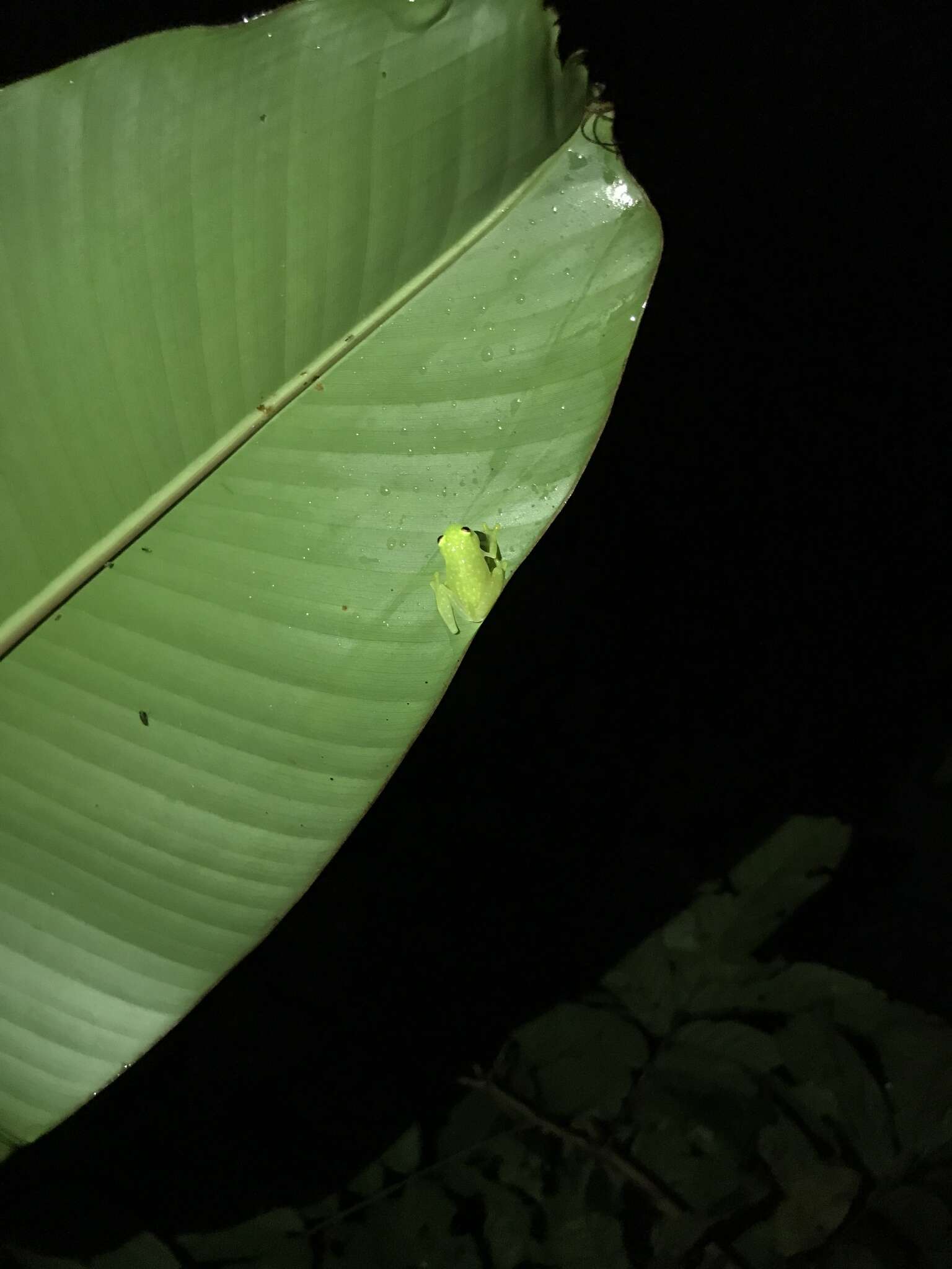 Image of Hyalinobatrachium tatayoi Castroviejo-Fisher, Ayarzagüena & Vilà 2007