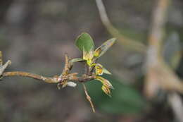 Image of Maxillaria repens L. O. Williams