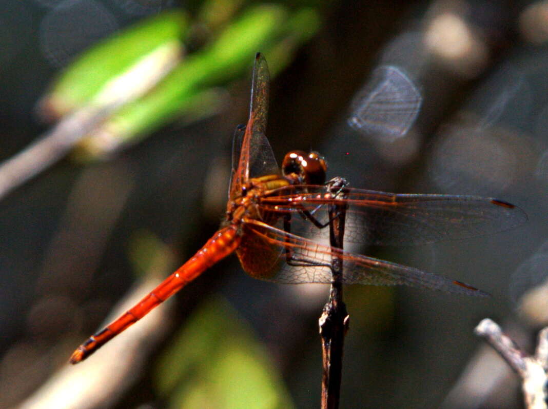 Image of Russet Dropwing