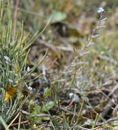 Plancia ëd Myosotis incrassata Guss.