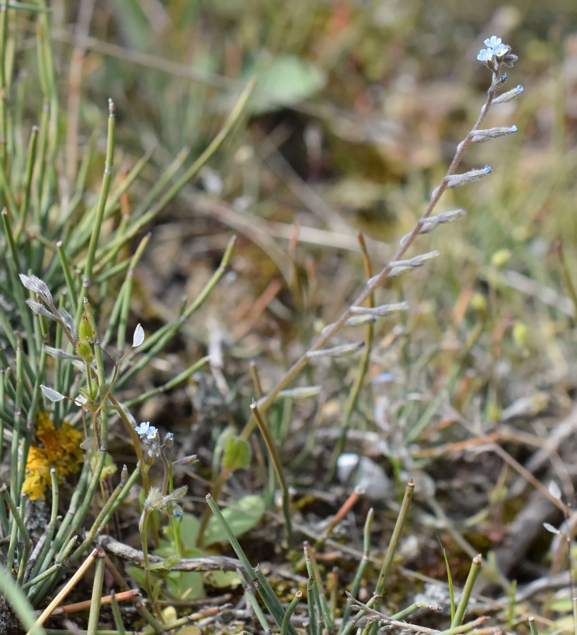 Слика од Myosotis incrassata Guss.