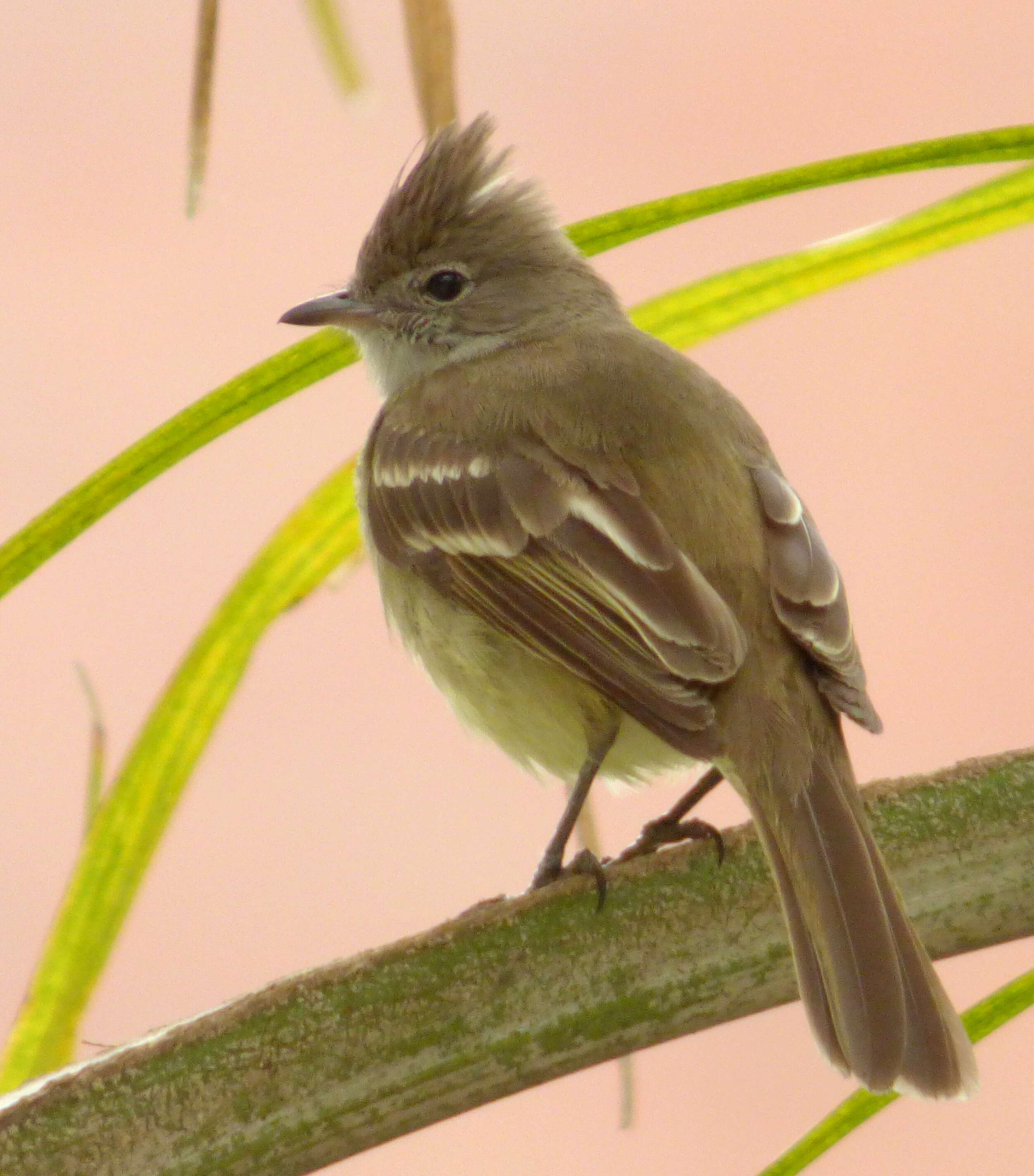 Elaenia flavogaster (Thunberg 1822) resmi