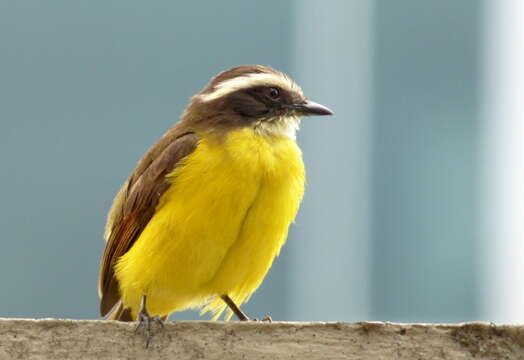 صورة Myiozetetes cayanensis (Linnaeus 1766)