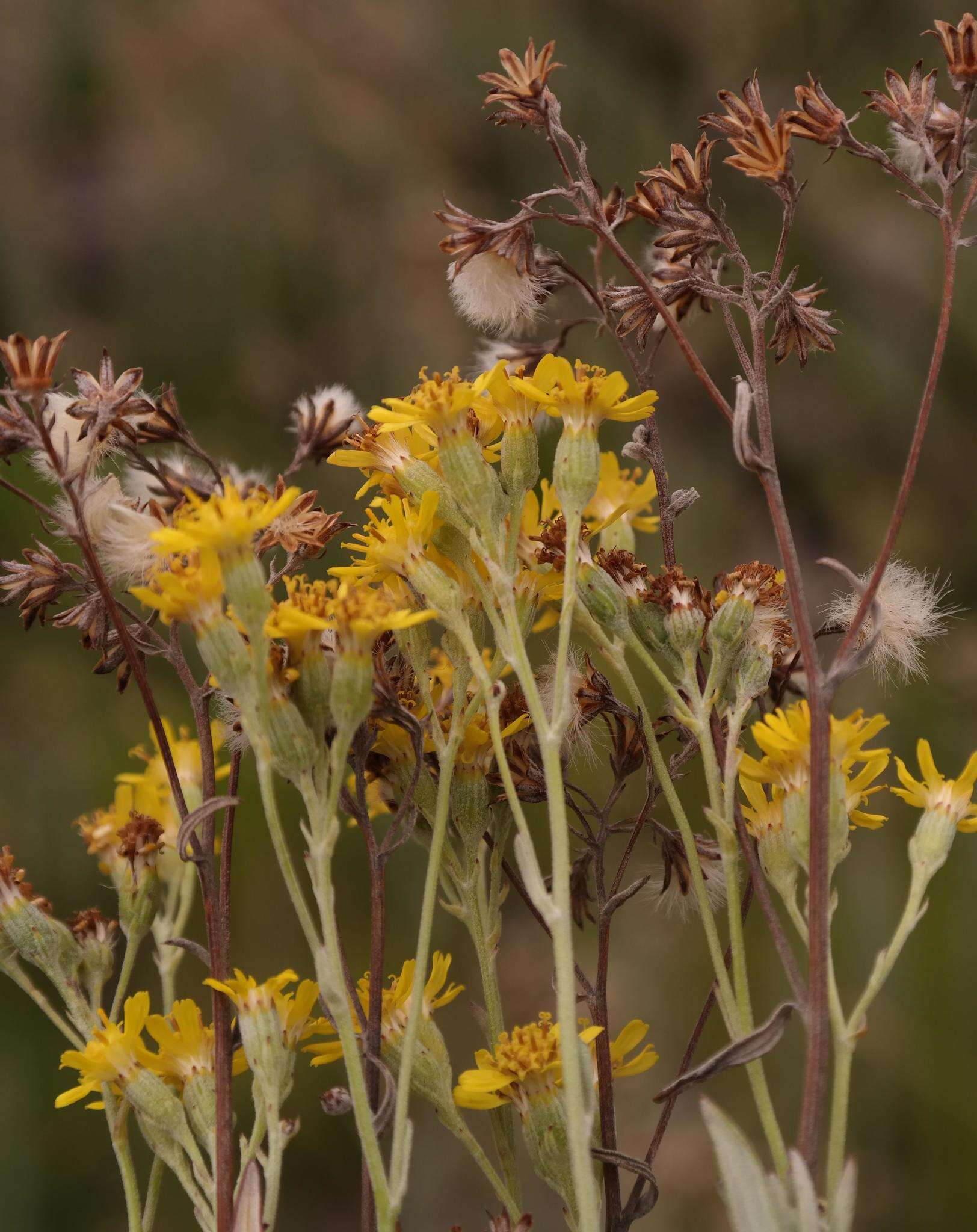 Image de Senecio lineatus (L. fil.) DC.