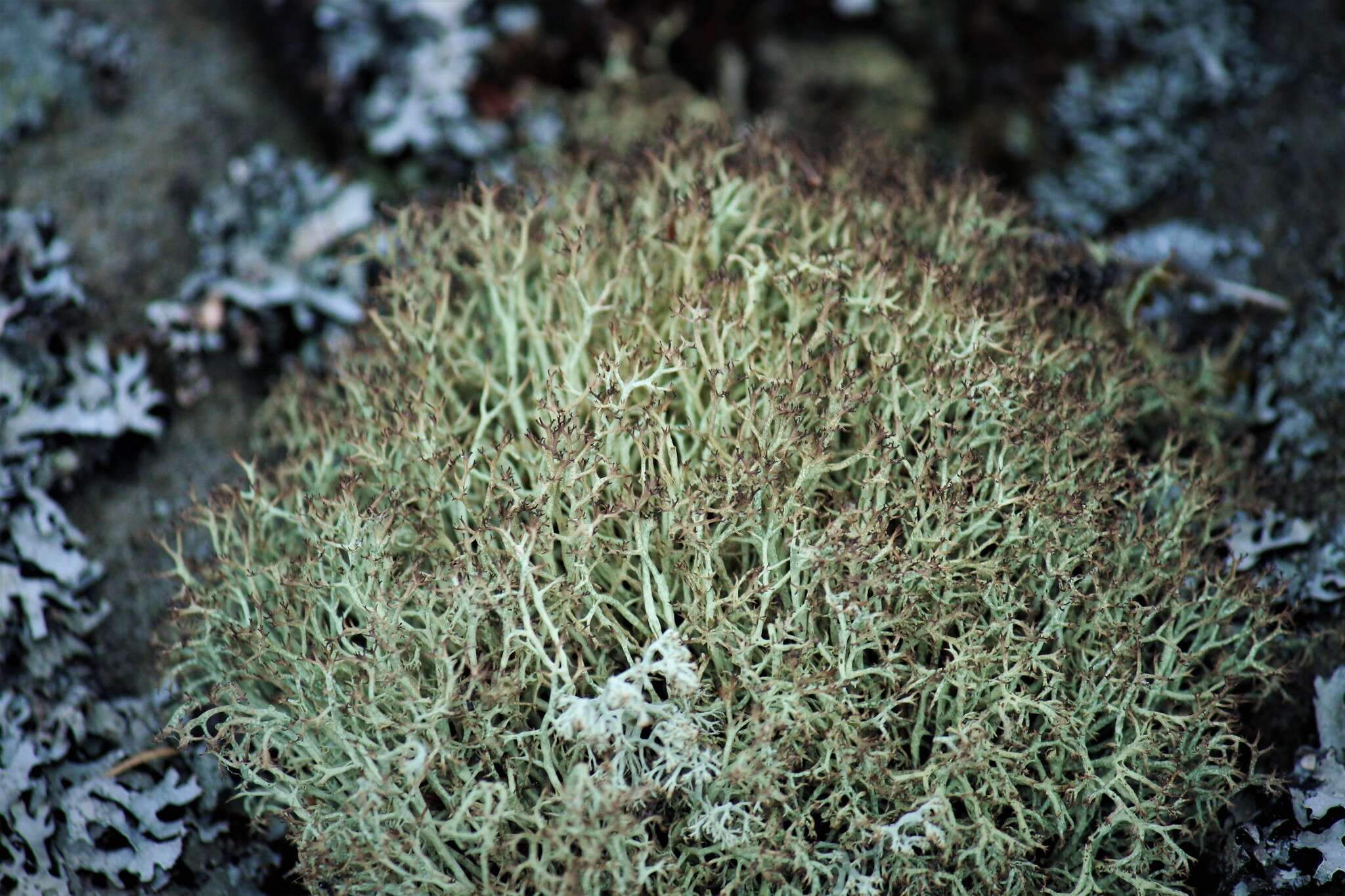 Image of cup lichen