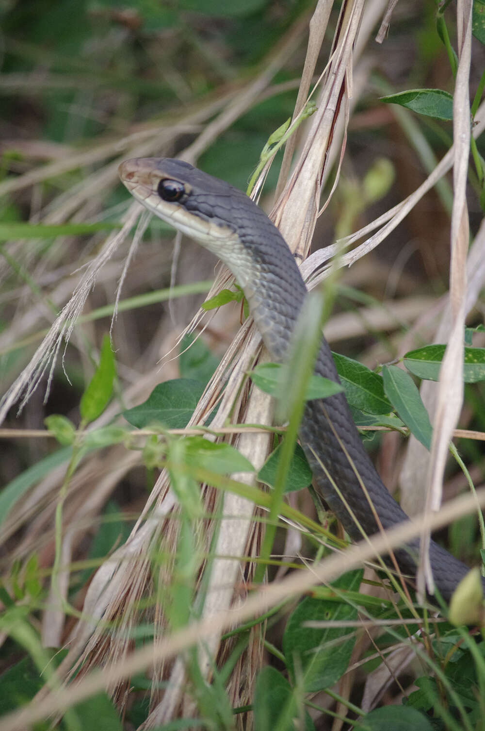 صورة Coluber constrictor paludicola Auffenberg & Babitt 1953