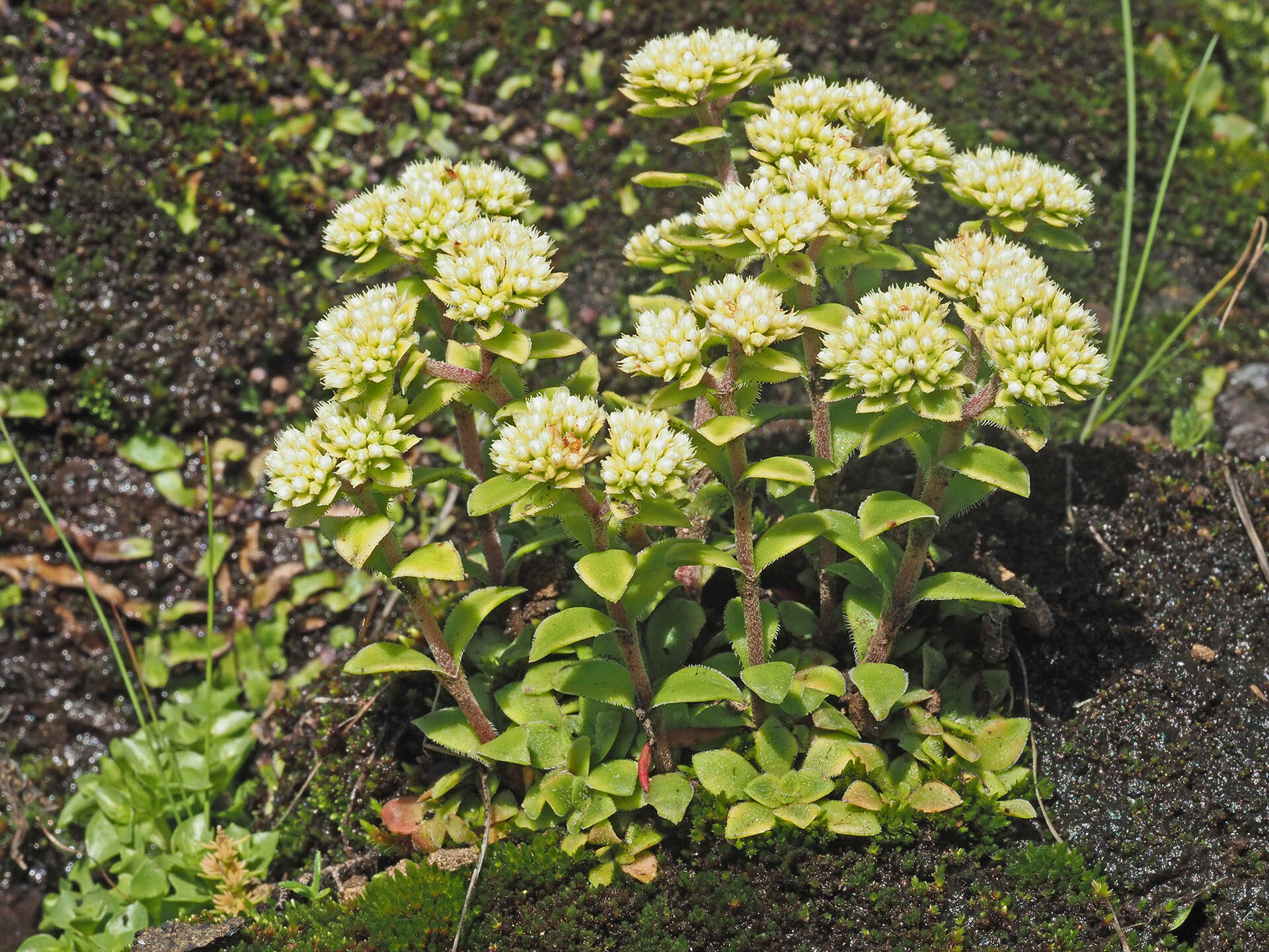 Image of Crassula natalensis Schönl.