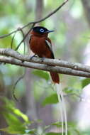 Image de Gobemouche paradis malgache