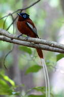 Image de Gobemouche paradis malgache