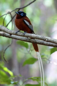 Image de Gobemouche paradis malgache