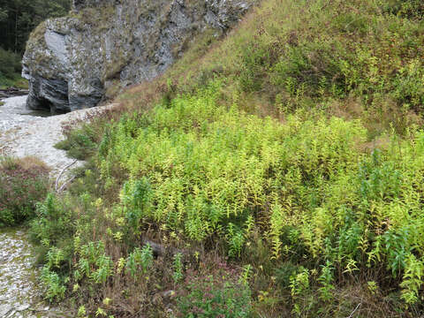 Image of Garden mint