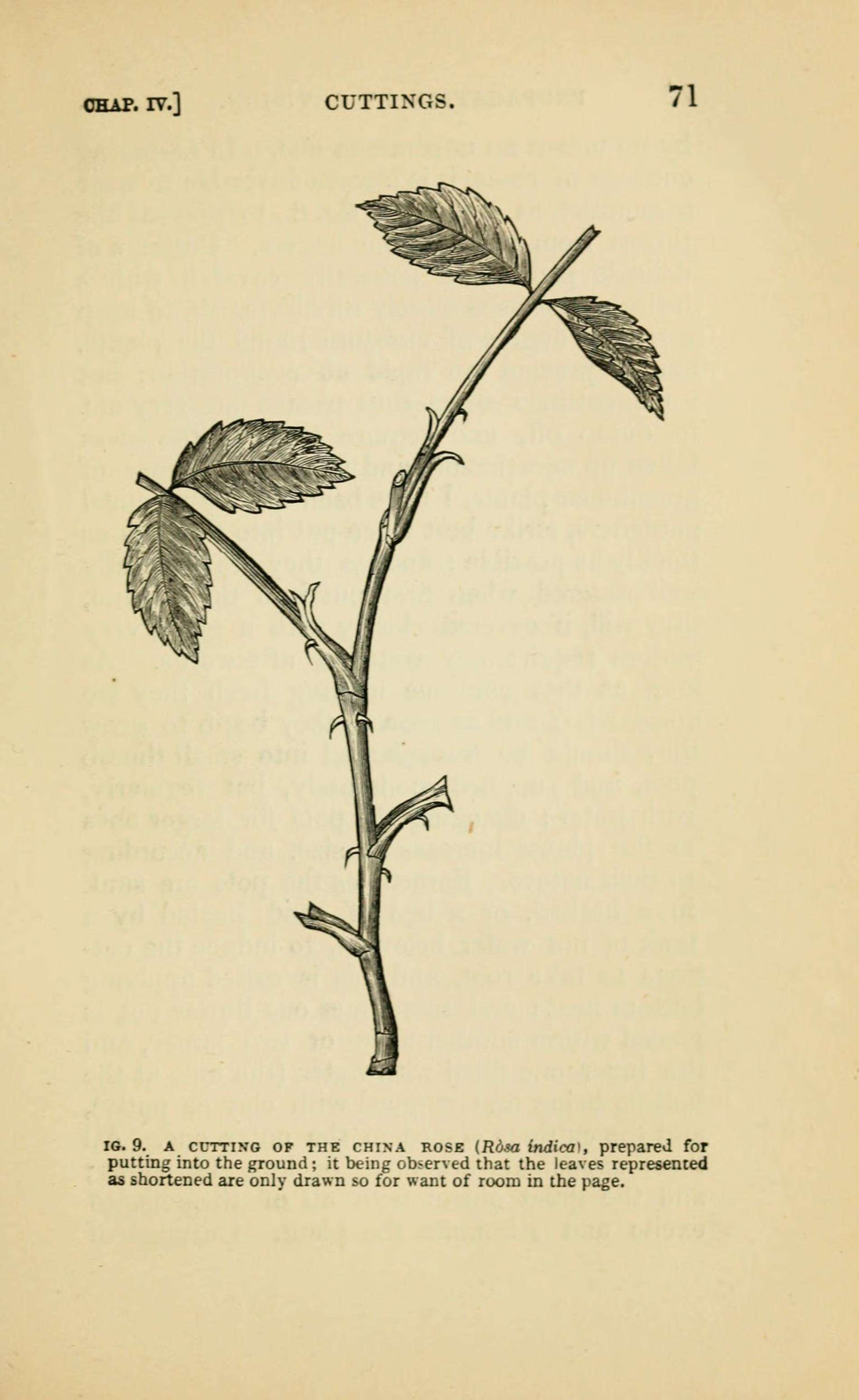 Image of Rosa cymosa Tratt.