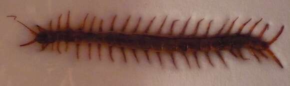 Image of Scolopendra morsitans Linnaeus 1758