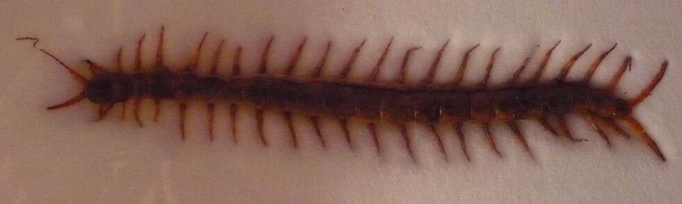 Image of red-headed centipede