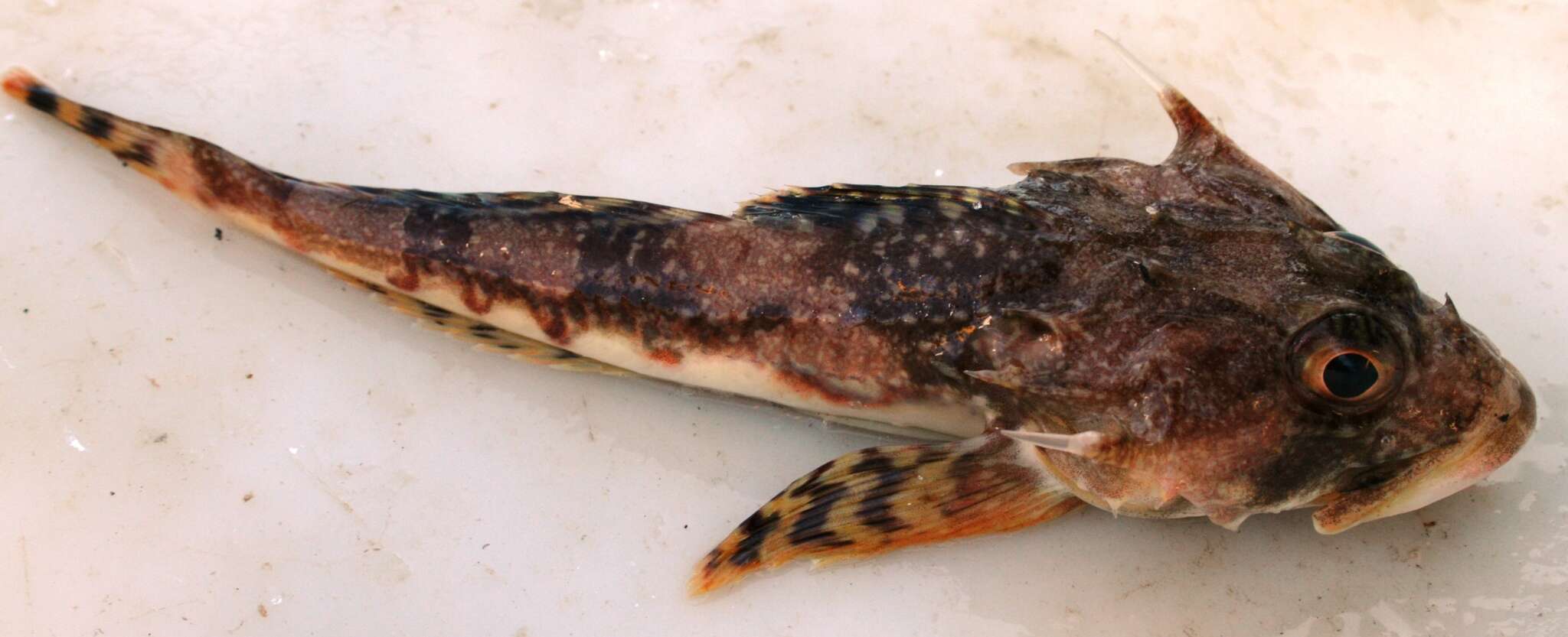 Image of Longhorn sculpin