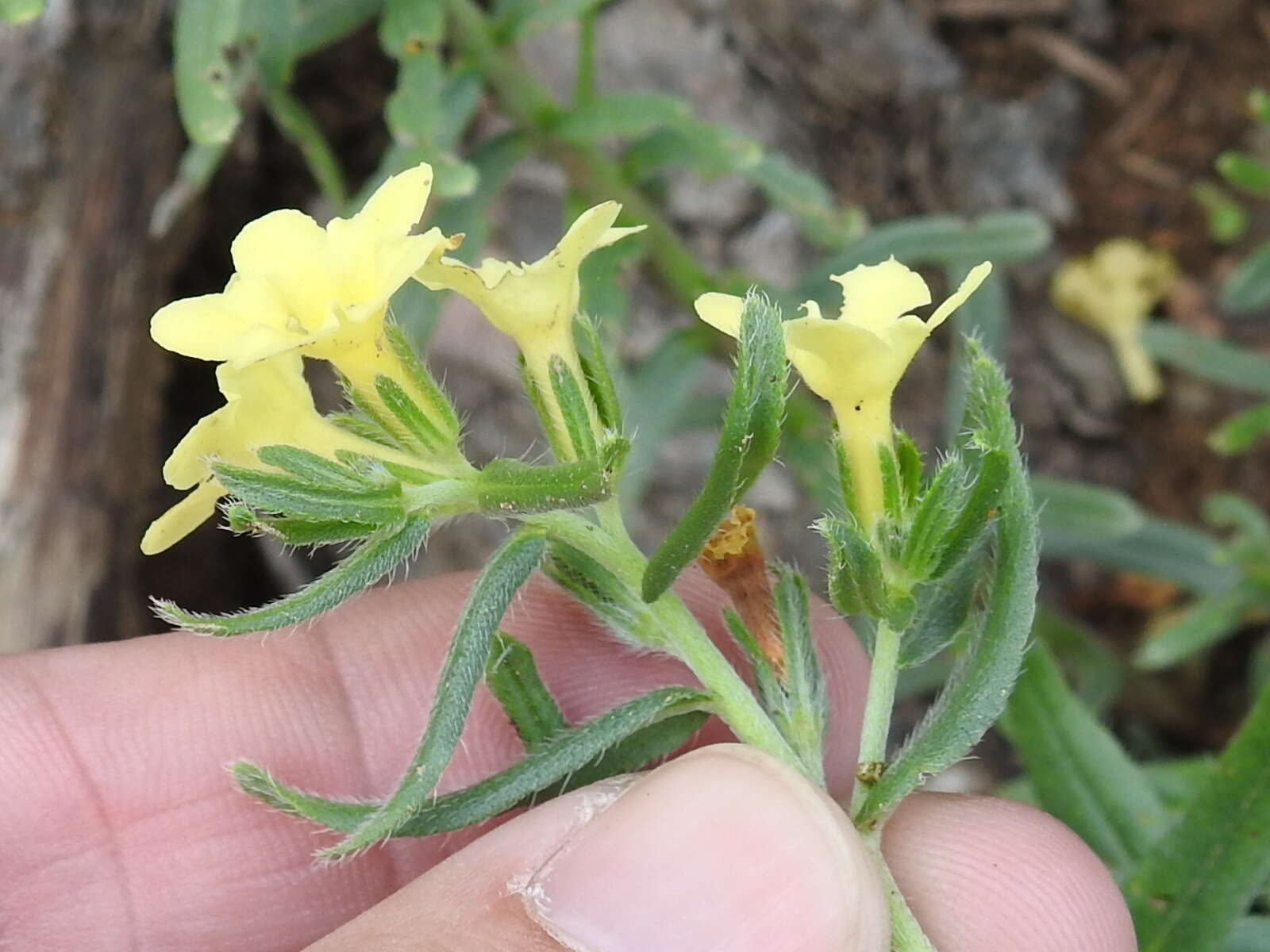 Plancia ëd Lithospermum cobrense Greene