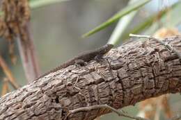 صورة Sceloporus grammicus Wiegmann 1828