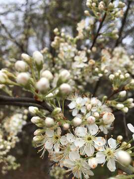 Prunus umbellata Ell. resmi