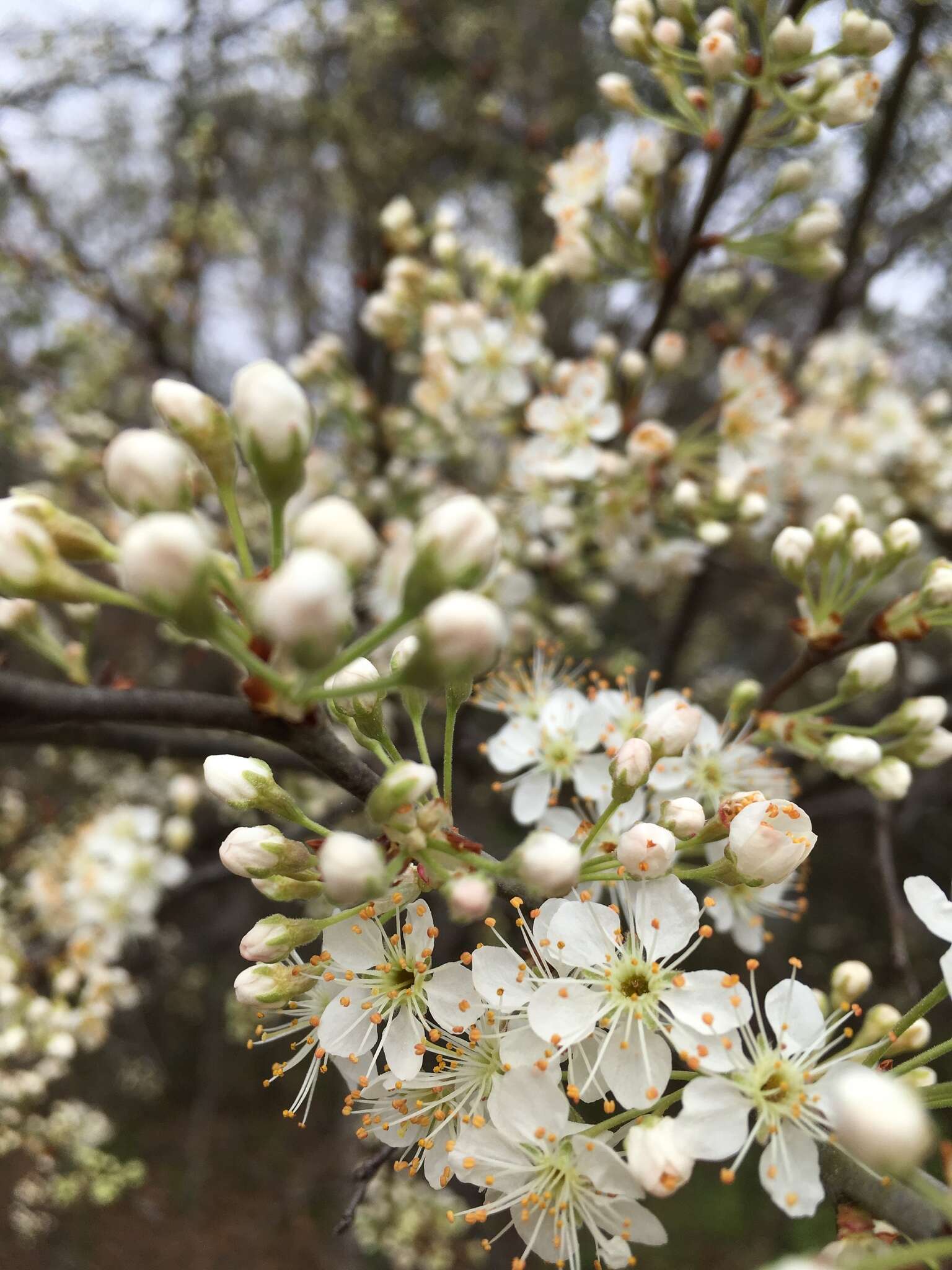 Prunus umbellata Ell. resmi