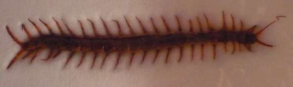 Image of red-headed centipede