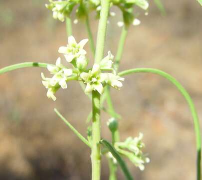 صورة Gymnema erectum (F. Muell.) P. I. Forst.