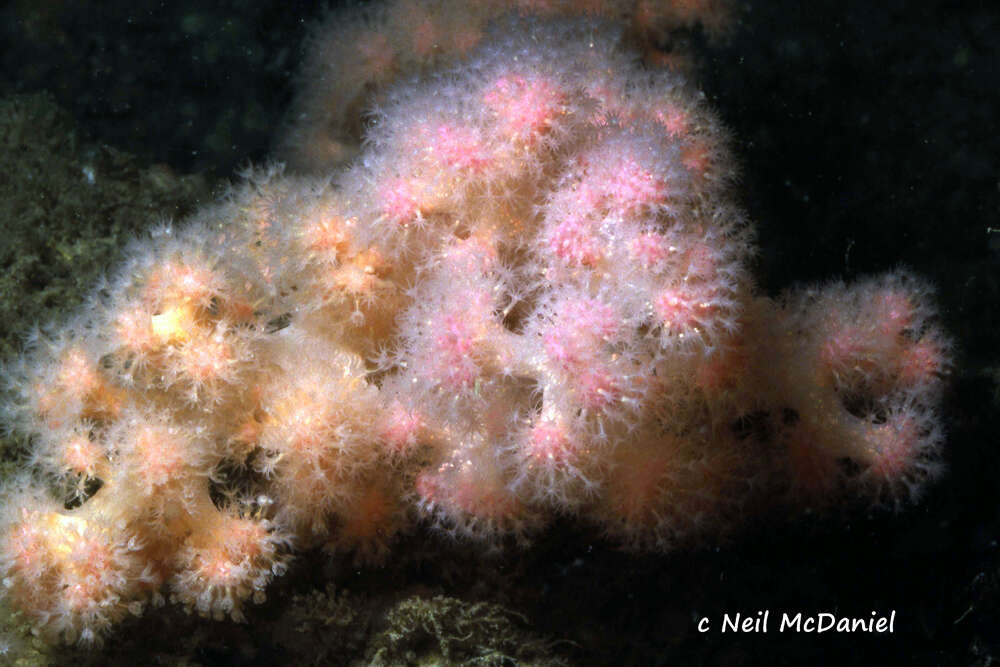 Image of Sea Strawberry