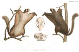 Image of squirrels, dormice, and relatives