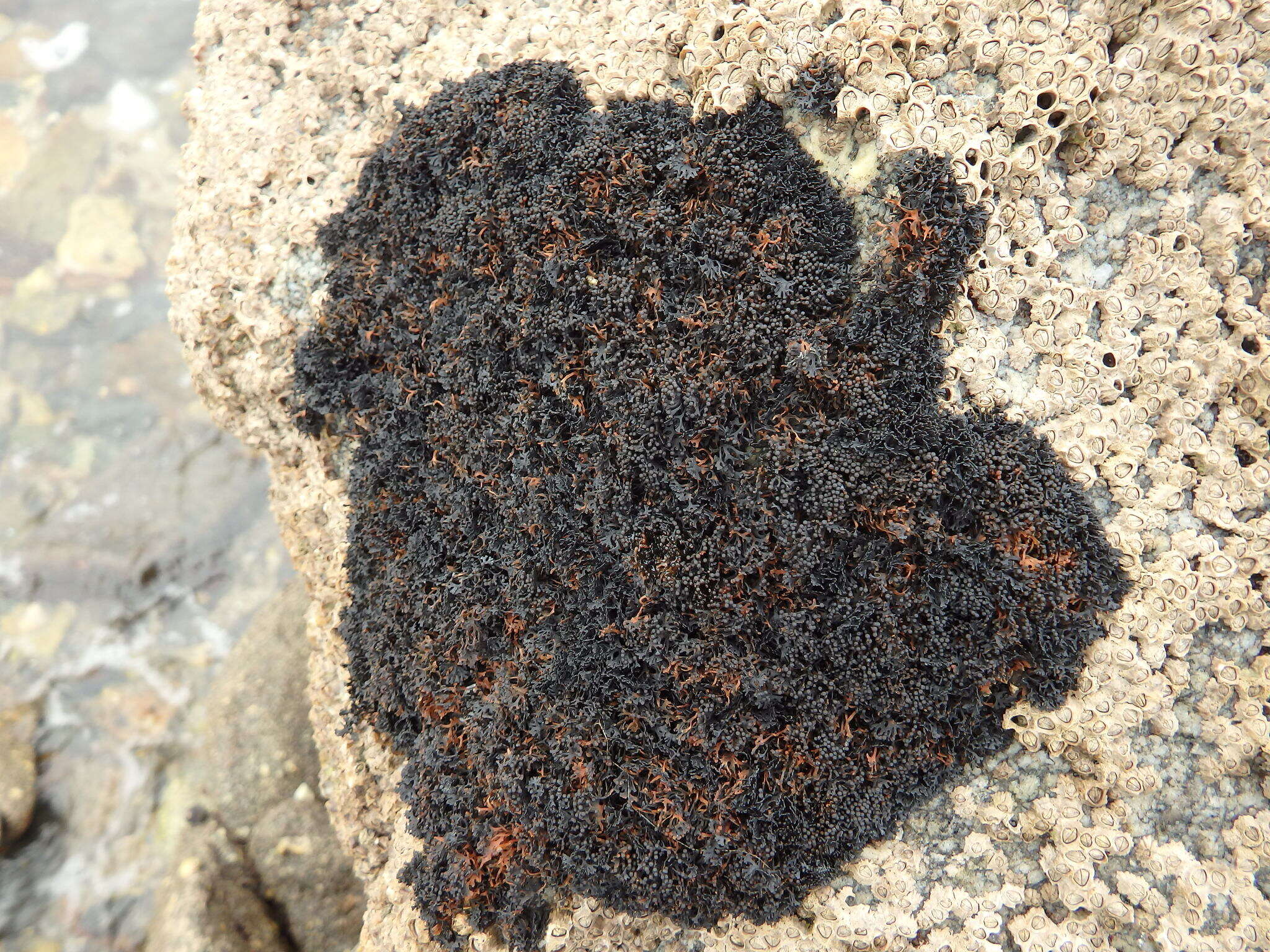 Image of seaweed lichen