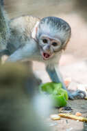 Image of vervet monkey