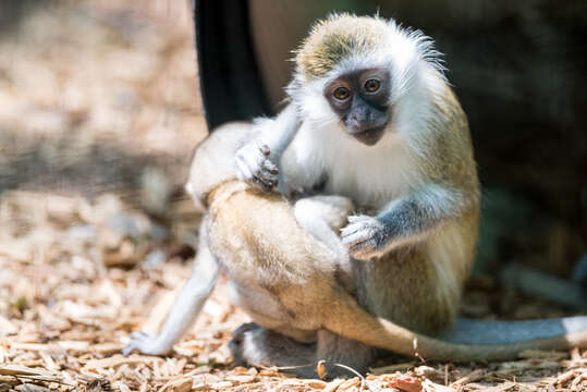 Image of vervet monkey