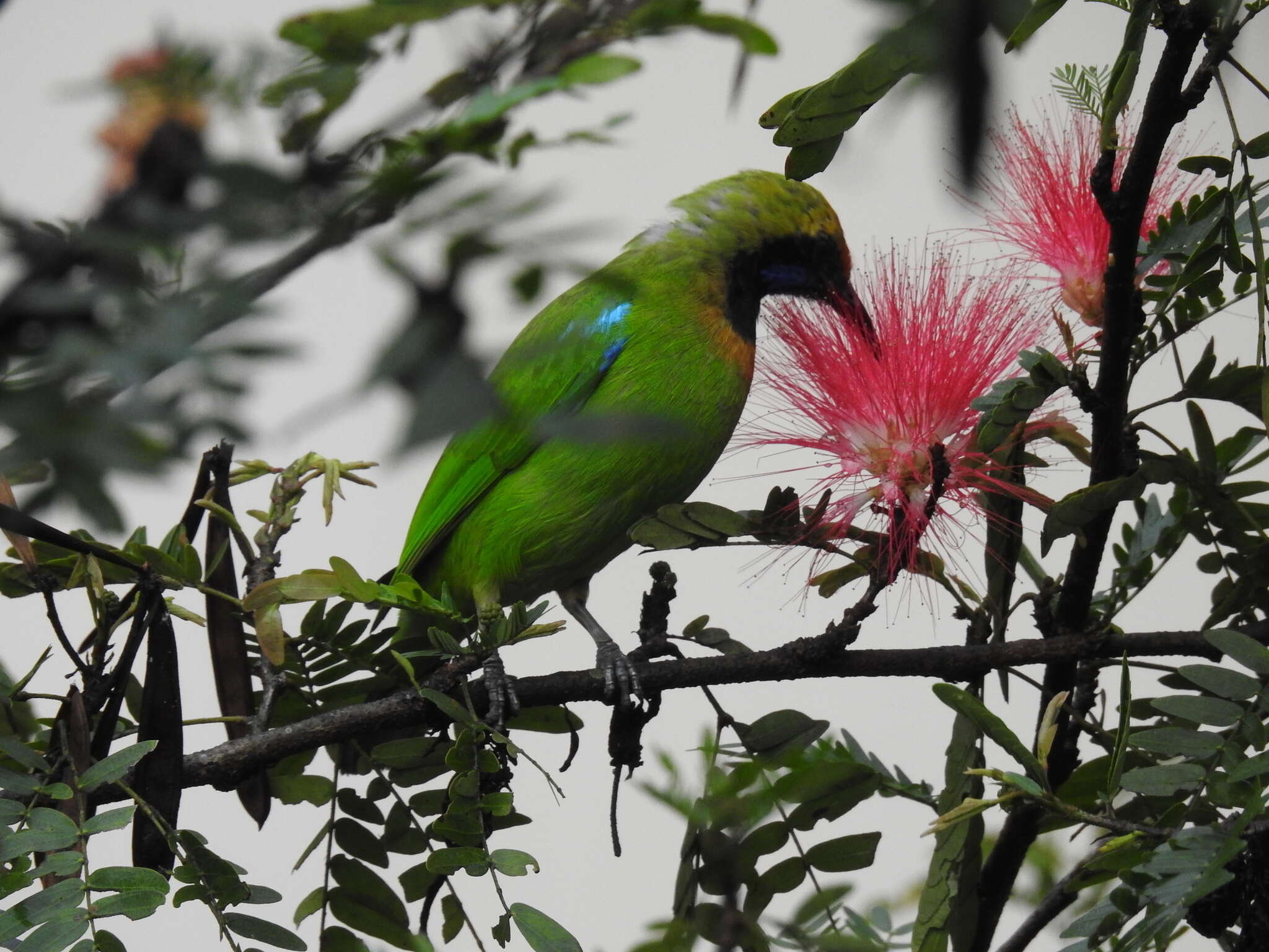Image of Golden-fronted Leafbird