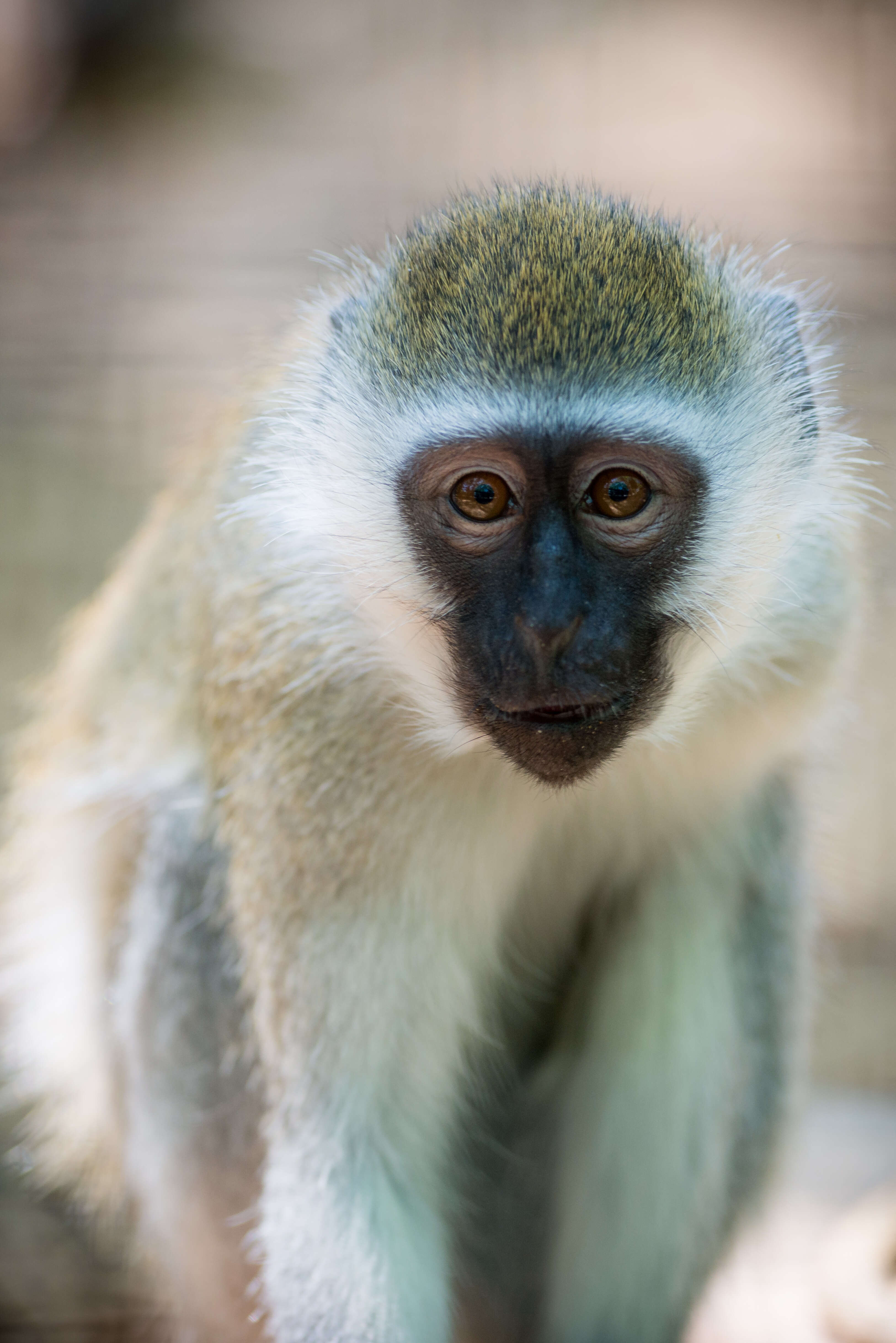 Image of vervet monkey